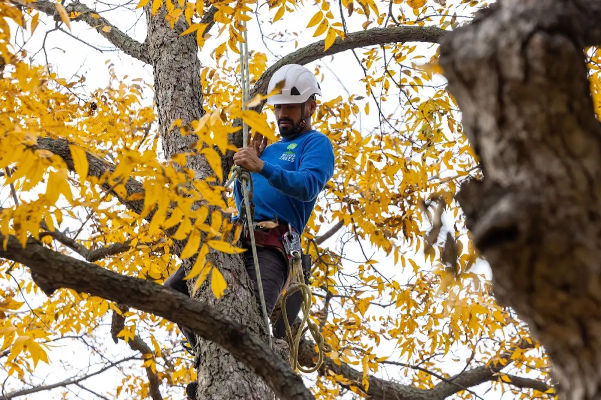 Skilled Storm Damage Cleanup crew working in Udall